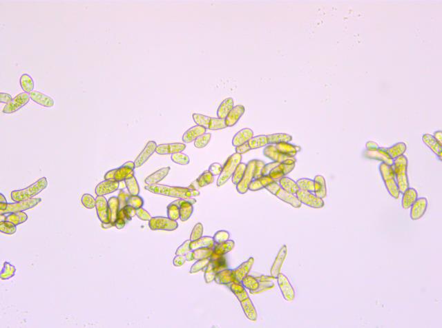 Fotografije Fulvia fulva